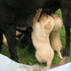 Illustration for article titled Fair warning - there will be cuteness